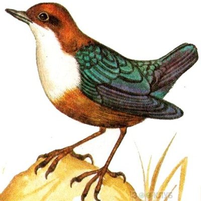 Птица оляпка раскраска