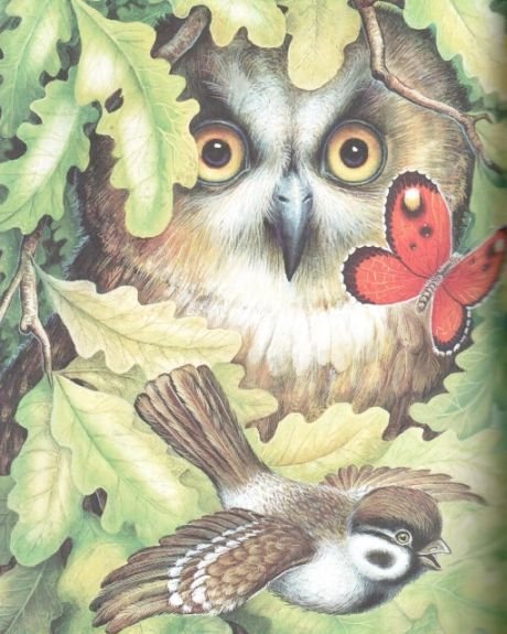 Виталий Валентинович Бианки книга Сова