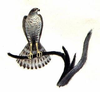 Михаил пришвин птицы под снегом