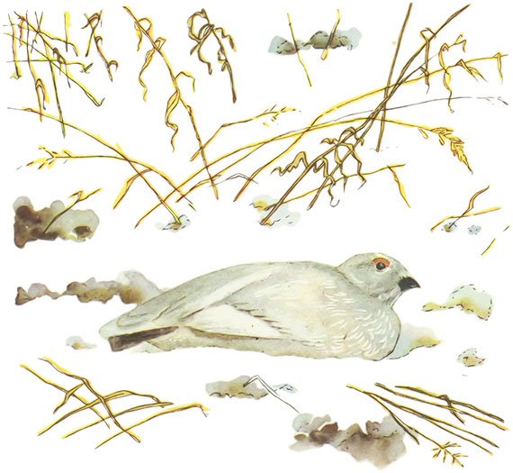 Куропатка пришвин