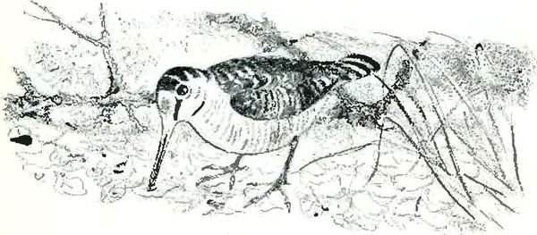 Василий Белов глупый тетерев