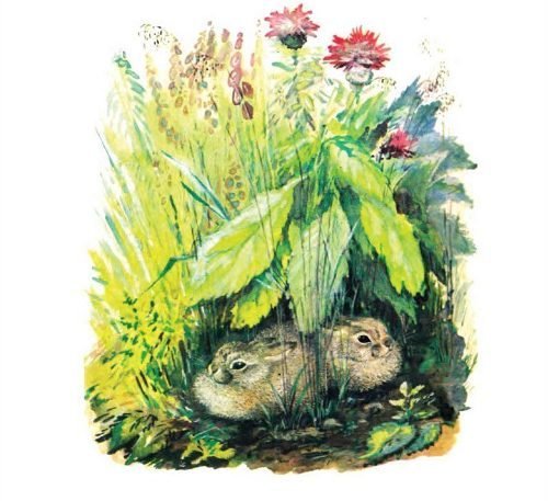 Е.Чарушин «зайчиха с зайчатами»,