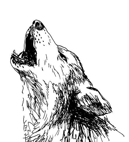 Белый клык рисунок карандашом