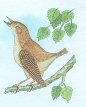 Картинка на тему звучащая природа