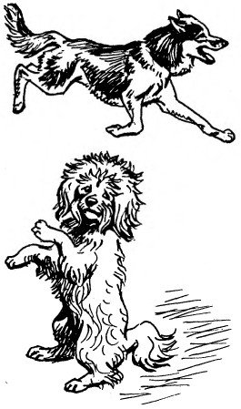 Вера Чаплина рассказы о животных Внеклассное чтение