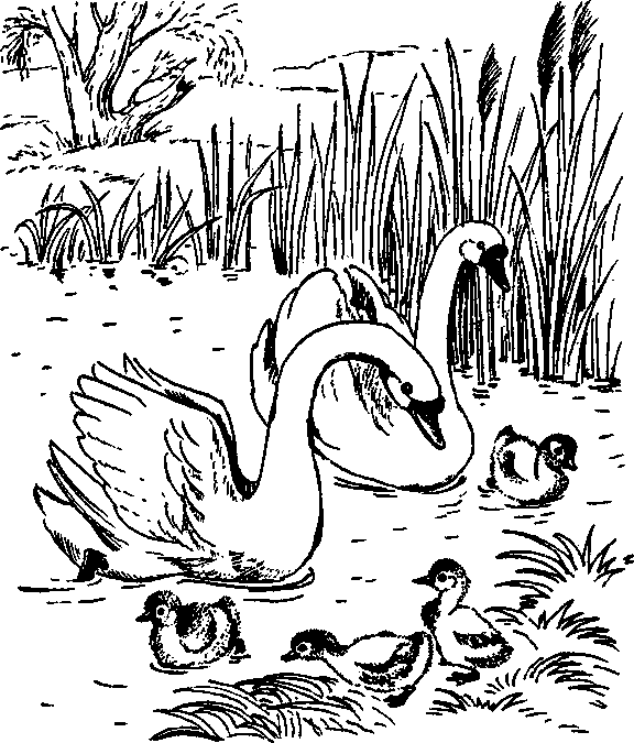 Гусь и журавль 1 класс чтение. Раскраска лебедь с лебедятами. Раскраска гнездо лебедя. Иллюстрация к стиху Лебедушка. Лебедь картинка раскраска.