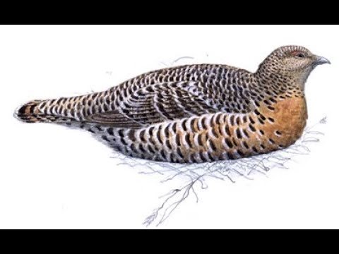 Нарисовать перепела