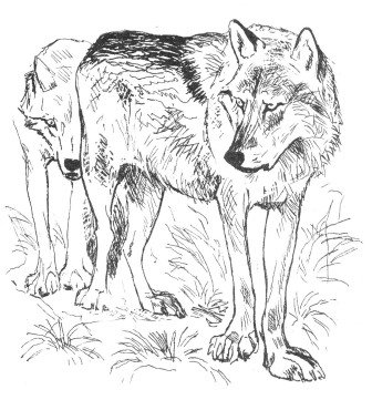 Сетон Томпсон волк Лобо