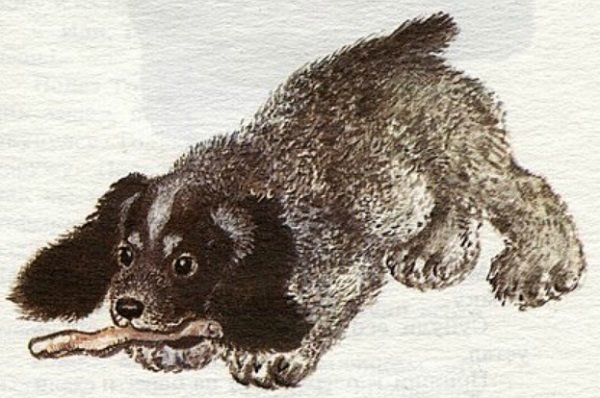 Евгений Иванович Чарушин Томка