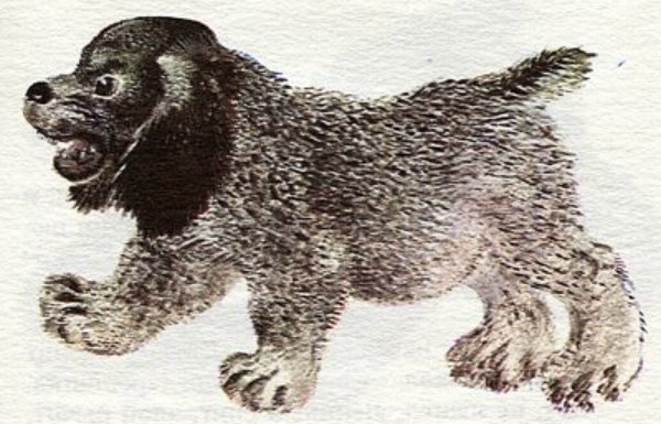 Чарушин про Томку