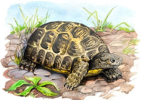 Черепаха рассказ Толстого