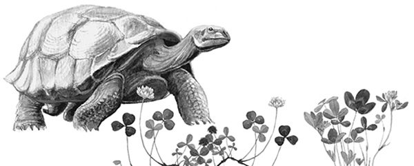 Рассказ Льва Николаевича Толстого черепаха