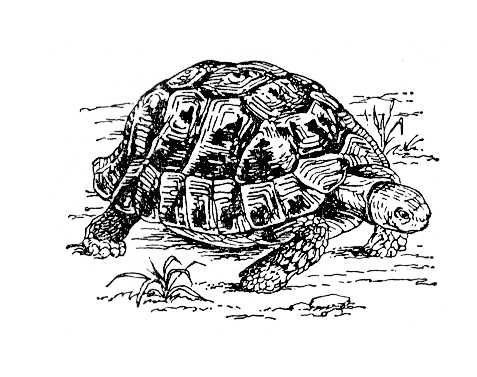Черепаха карандашами цветными для детей