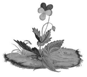 Цветок Пушкин 1828