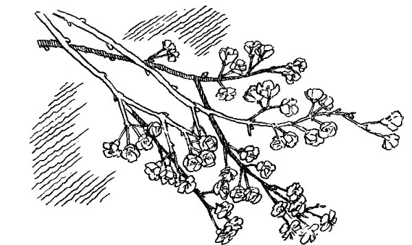 Иллюстрации к вишневому саду Чехова