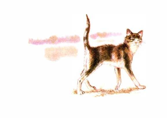 Чарушин кошка Маруська