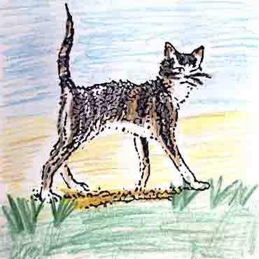 Чарушин кошка