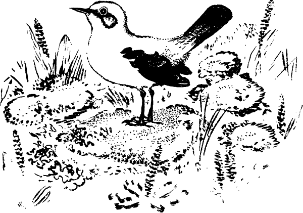 Бианки наши птицы 1983