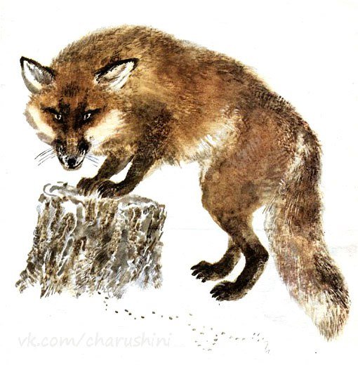 Чарушин лиса с лисятами