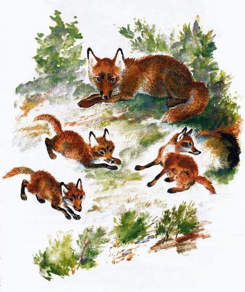 Евгений Чарушин лиса