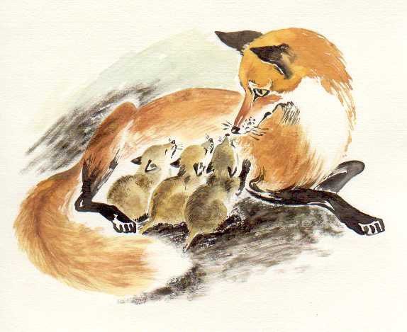 Рассказ Чарушина лиса с лисятами