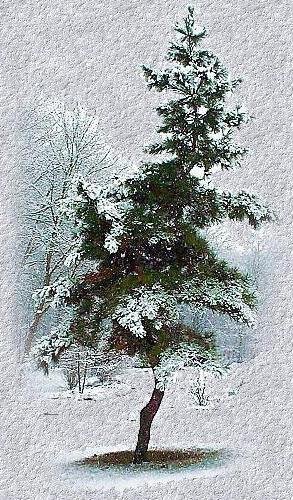 Иллюстрации к стиху Лермонтова сосна