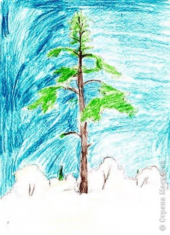 Рисование сосна в старшей группе