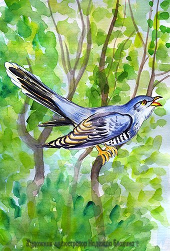 Благинина Кукушка иллюстрации