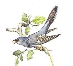 Картина Кукушка для детей