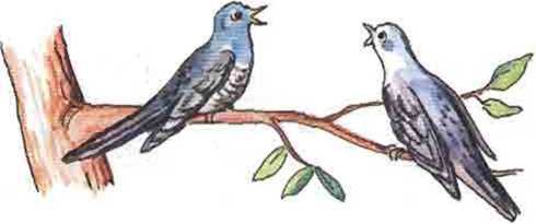 Две кукушки рисунок