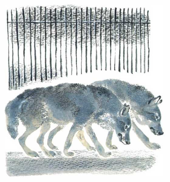 Иллюстрации к рассказу Чарушина кабан