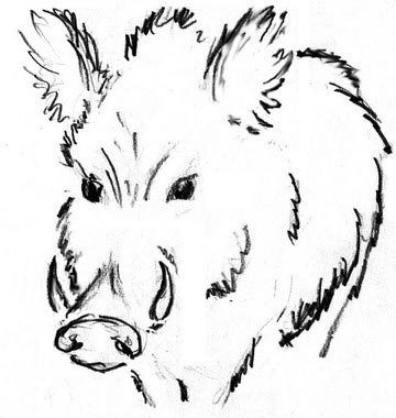 Иллюстрация к рассказу чарушина кабан (49 фото)