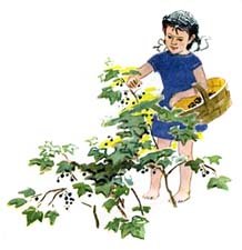 Евгений ПЕРМЯК "Смородинка"