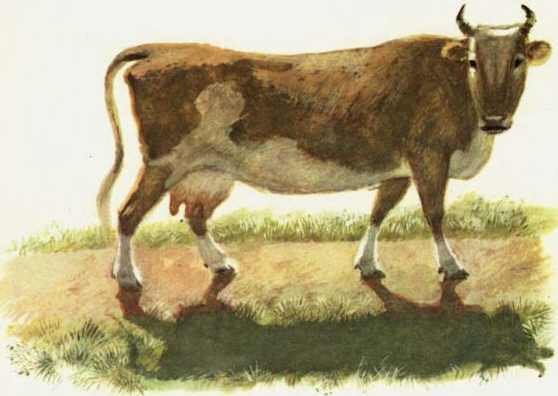 Платонов а. "корова"