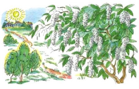 Есенин с. а. "черемуха"