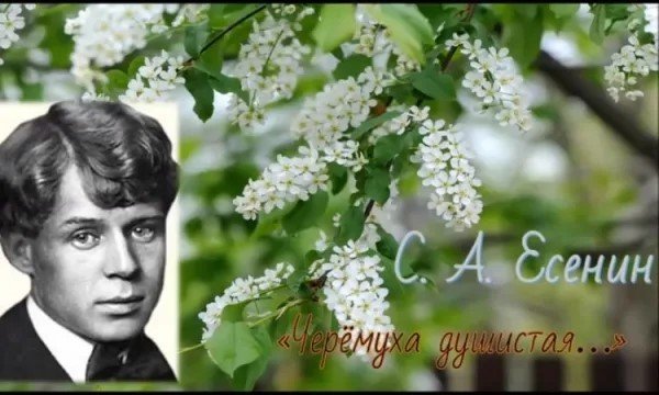 Иллюстрации к стихам есенина черемуха душистая (48 фото)