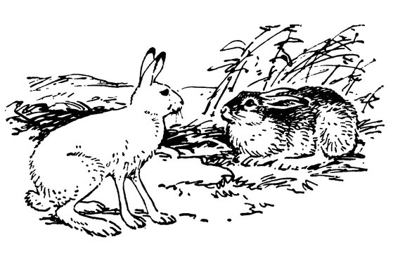 Заяц Русак толстой