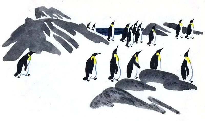 Пересказ рассказов про пингвинов старшая. Рассказ г Снегирева Пингвин и пляж. Г Снегирев про пингвинов Пингвиний пляж.