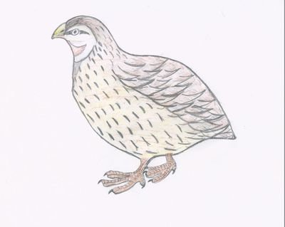 Чарушин Перепелка