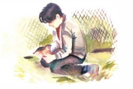 Перепел карандашом