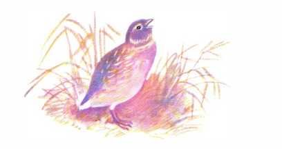 Евгений Чарушин Перепелка