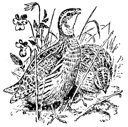 Тургенев Перепелка