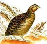 Куропатка оранжевое горлышко