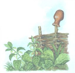 Крапива у плетня