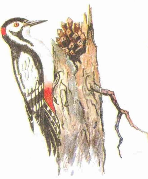 М пришвин Лесной доктор дятел