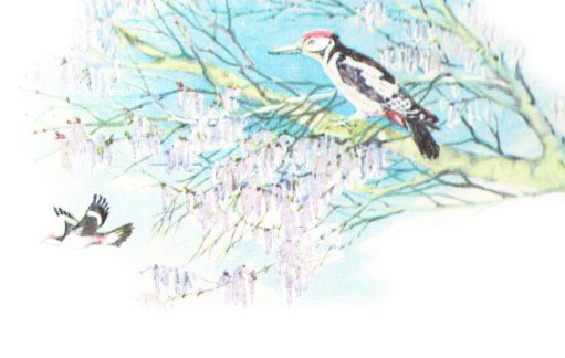 Лесной доктор пришвин иллюстрации