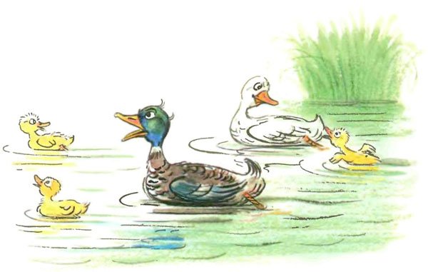 В. Сутеева «добрая утка»