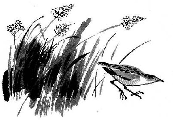 Коростель гравюра птицы