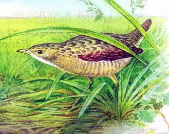 Коростель птица