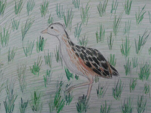 Астафьев зачем я убил коростеля читать